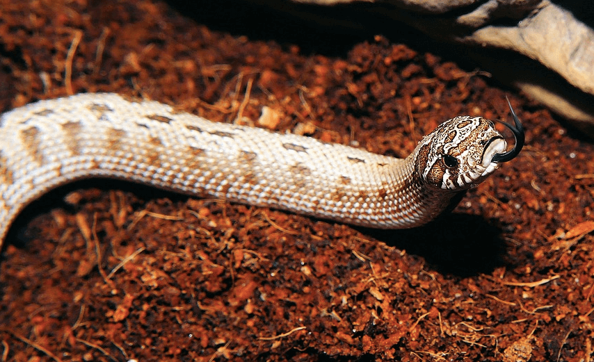 毒蛇の画像